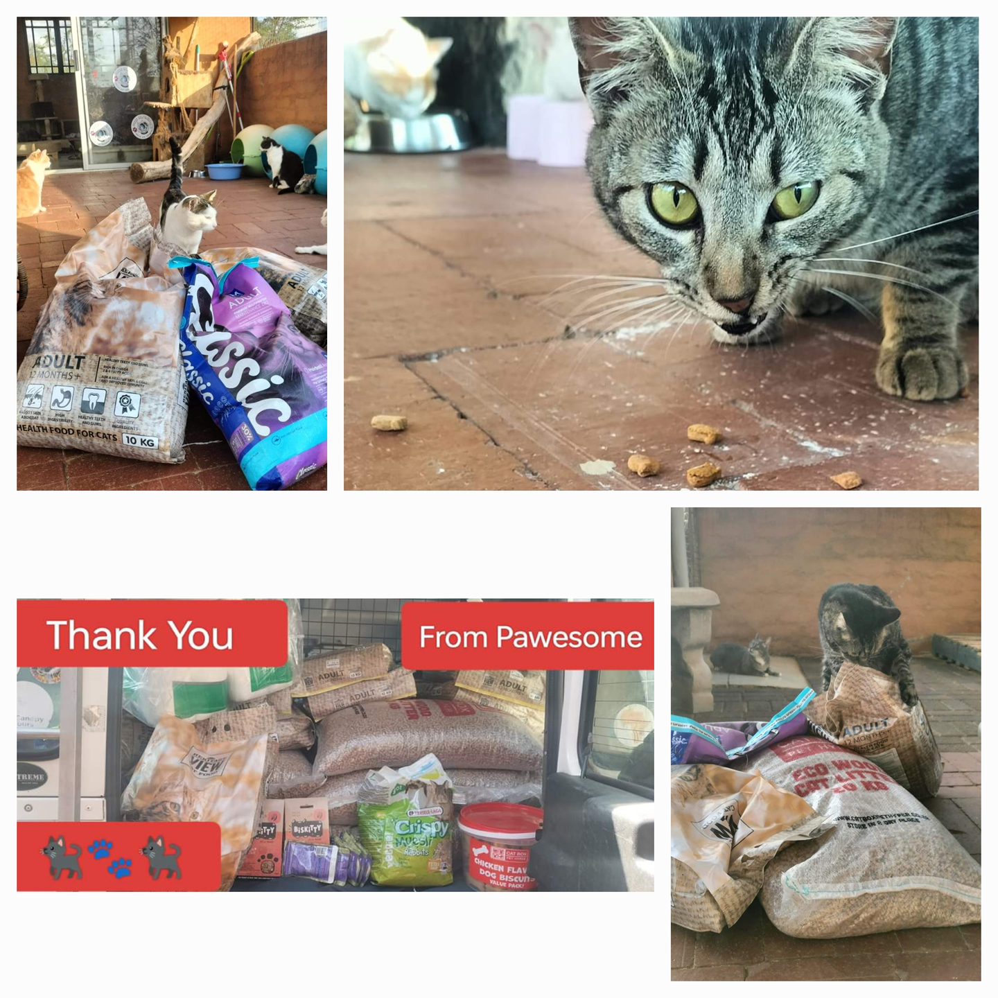 Pawsome Wacky Whiskers Rescue & Rehoming